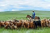 Mongolian nomadic herder on horseback corrals his herd of Kashmir goats in search of new pastures, Dashinchilen, Bulgan Aimag, Mongolia.