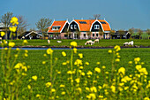 Farm house in the marshland, Beemster, Waterland Region, North Holland, Netherlands.