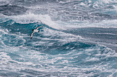Adult cape petrel, Daption capense, in rough seas in English Strait, South Shetland Islands, Antarctica.
