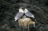 Black-legged kittiwake (Rissa tridactyla), colony in the cliffs of the island Colonsay in Scotland. Europe, Central Europe, Great Britain, Scotland, Colonsay.