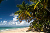 Palm fringed beach in Las Terrenas, Samana peninsula, Dominican Republic, Carribean, America,.