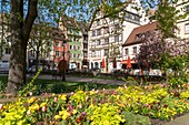 Spring flowers on Place des Tripiers in the old town of Strasbourg, Alsace, France.
