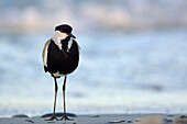 Spur-winged Lapwing or Spur-winged Plover Vanellus spinosus, Crete