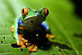littel frog in Costa Rica