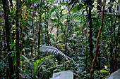 Dschungel in der Selva Verde Lodge am Rio Sarapiqui im Zentrum, Costa Rica