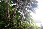 im Nationalpark von Cahuita, südliche Karibikküste, Costa Rica