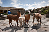 Lamas in der Hacienda San Augustin de Callo, Lama glama, Cotopaxi Nationalpark, Galapagos, Ecuador