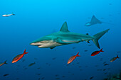 Galapagos Shark, Carcharhinus galapagensis, Wolf Island, Galapagos, Ecuador