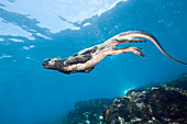 Marine Iguana feeding at Sea, Amblyrhynchus cristatus, Cabo Douglas, Fernandina Island, Galapagos, Ecuador