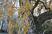 Hoarfrost on birch leaves, Germany