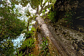 Epiphyten an einer Würgefeige im Regenwald, Costa Rica, Zentralamerika