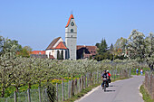 Biker in blooming fruit plantations, Hagnau, Baden-Wuerttemberg