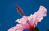 Hibiskus, Eibisch, Chinesischer Roseneibisch, Hibiscus rosa-sinensis, Blüte, Madagaskar