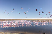 Flamingos in Walvis Bay, Atlantikküste, Namibia, Afrika.