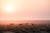 Springboks at sunrise in the Etosha National Park, Namibia, Africa