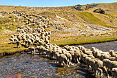 Herde, Merinoschafe überqueren Fluss, Herde, Mustering, Farm, Wolle, trockene Landschaft, Niemand, Tiere, High Country, Earnscleugh Station, Central Otago, Südinsel, Neuseeland