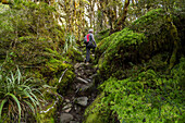 tramper, Lake Marian Track, rainforest, ferns, moss, steep, Fiordland, South Island, New Zealand