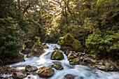 waterfall, cascade, forest, Lake Marian Track, nobody, Fiordland, South Island, New Zealand