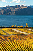 Rippon Vineyard, Lake Wanaka, Herbstfärbung, goldene Weinfelder, Wein, Bergen, Niemand, Otago, Südinsel, Neuseeland