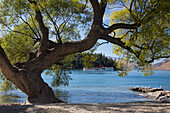 Tree on the lake shore, Queenstown, Otago, South Island, New Zealand, Oceania