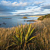 Te Waewae Bay, Southland, South Island, New Zealand, Oceania