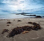Seaweed on the beach, Devonport, Auckland, North Island, New Zealand, Oceania