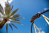 Palm tree and high-speed thrills on Montu rollercoaster ride attraction at Busch Gardens Tampa Bay theme park, Tampa, Florida, USA