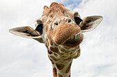 Kopf einer hinab blickenden Giraffe während einer Serengeti Safari im Busch Gardens Tampa Bay Freizeitpark, Tampa, Florida, USA