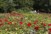 Rose garden, Public garden of the old tree nursery Bischweiler, Untergiesing, Munich, Upper Bavaria, Bavaria, Germany