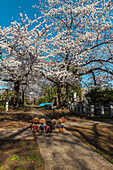 Cute small dogs dressed up under cherry blossoms at Aoyama Cemetery, Roppongi, Tokyo, Japan