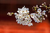Branch of cherry tree with blossom and buds against dark red temple, Minato-ku, Tokyo, Japan