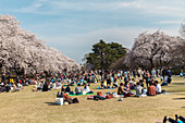 Japanische Menschenmenge bei Picknick während der Kirschblüte im Shinjuku Gyoen, Shinjuku, Tokio, Japan