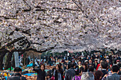Cherry Blossom and crowd of visitors in Ueno Park, Ueno, Taito-ku, Tokyo, Japan