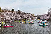 Leisure boats and cherry trees in blossom at Inokashira Park, Kichijoji, Musashino, Tokyo Prefecture, Japan