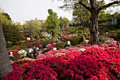 Japaner schauen die Azaleen blühen am Nezu-Schrein, Yanaka, Taito-ku, Tokio, Japan