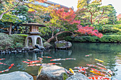 Koi und Steinlaterne im Herbst mit rotem Ahorn im Garten Happo-en, Shirokanedai, Minato-ku, Tokio, Japan