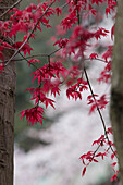 Rote Blätter des Ahorns in Hakone, Yumoto, Kanagawa Präfektur, Japan