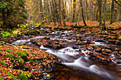 Forest, Autumn, River, Cold Bode, Elendstal, Harz, Germany