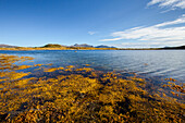 See, Fjord, Bucht, Algen, Sommer, Vestvagoya, Lofoten, Norwegen, Europa