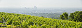 Blick über Wien vom Cobenzl, Weingut Cobenzl, Donauturm, 19. Bezirk, Döbling, Wien, Österreich