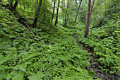 Ferns, Cubo de la Galga, La Palma Island, Canary Islands, Spain