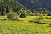 blühender Löwenzahn nahe Seckau, Holzhütte, Steiermark, Österreich