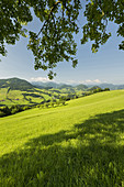 Upper Austrian Alpine foothills near Maria Neustift, Upper Austria, Austria