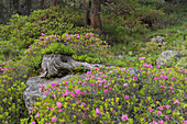 Almrausch, Zirbenwald, National Park Hohe Tauern, East Tyrol, Tyrol, Austria