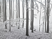 Buchen, Raureif, Nebel, Badener Lindkogel, Wienerwald, Niederösterreich, Österreich