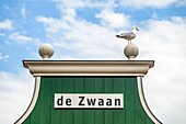 Seagul on top of a house called 'the Swan', Zaandam, the Netherlands.