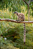 Mangy (vermutlich durch den Verzehr einer giftigen Pflanze während der Trockenzeit) Ring-tailed Lemur (Lemur catta) sitzt im Baum bei Berenty Reserve im südlichen Madagaskar.