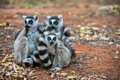 Eine Gruppe von Ring-tailed Lemuren (Lemur catta) in Berenty Reserve im südlichen Madagaskar.