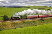 Flying Scotsman steam train LNER A3 Class 4-6-2 no 60103 on an embankment. Gilsland, Newcastle & Carlisle Railway (N&CR), Cumbria, England, United Kingdom, Europe.