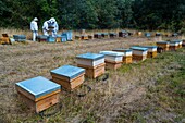 Pedro Arto Beekeeper, Aragües del Puerto Dorf, Jacetania, Huesca, Aragonien, Spanien, Europa.